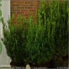 Taxus media Kazio 'Komsta1'2