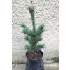 Pinus Parviflora Ryu Ju 3L