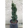 Taxus Media Nixe 3L