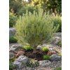 Pinus Strobus SQ