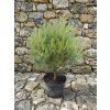 Pinus Strobus SQ 5L