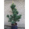 1793 pinus sylvestris watereri