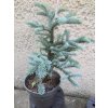 1808 abies procera glauca 3l