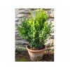 buxus sepmervirens 3l