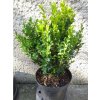 1811 buxus sepmervirens 3l