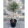 Pinus Jeffreyi Joppi 3L