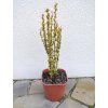 Berberis sunbeam 3L