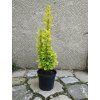 Berberis thunbergii Sunbeam 3L