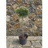 Pinus Nigra Marie Bregeon km 3l