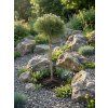 Pinus Nigra Marie Bregeon km skalka