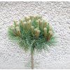 Pinus Nigra Marie Bregeon km