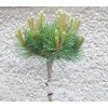 Pinus Nigra Bajo