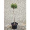 Pinus Nigra Bajo km 3L