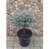 Pic glauca globosa 3L