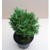 Thuja Occidentalis Waterfield (Výška 20 - 25cm, 1L)