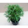 Thuja Occidentalis Recurva Nana (Výška 20 - 25cm, 2L)