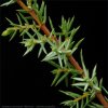 Juniperus communis 'Hibernica'