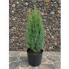 Jun communis Miniatur 3L