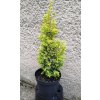 293 1 jun communis sueica aurea 3l