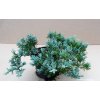 Juniperus Communis Gold Carpet (Výška 10 - 15cm, 1L)