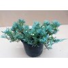 Juniperus Horizontalis Willtoni (Výška 10 - 15cm, 3L)