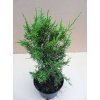 Juniperus Chinesis Kurivao Gold (Výška 60 - 70cm, 4L)