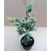 Juniperus Squamata Golden Flame (Výška 55 - 60cm, 4L)