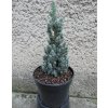 Picea Gl Blue Wonder 3L