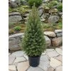 picea glauca conica 3 L