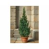 picea gl conica 3L