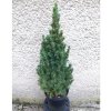 560 7 picea gl conica
