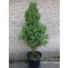 Picea Glauca Conica 3 4L