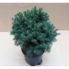 Picea Glauca Echiniformis (Znížená cena II.kategória, Výška 20-40cm, 4L)