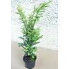 TAXBAC ELEGANISSIMA3