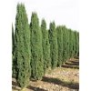 Taxus Baccata Fastigiata Robusta