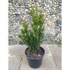 Taxus Baccata Robusta 40 50cm 3L