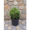 GH Laws Minima Glauca 3L