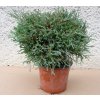 Thuja Occidentalis Bobazam (Výška 30 - 40cm, 5L)