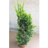 cupresocypgoldrider85cm