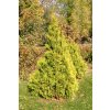 thujaoccidentaliseuropegoldmdq2915mpmtw6730