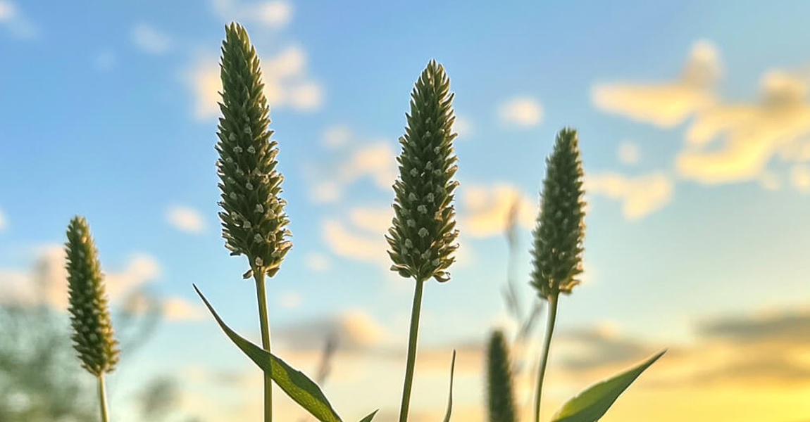 Skorocel - liečivá bylinka s mnohými účinkami