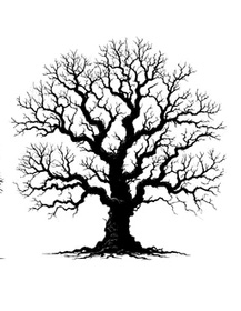 Dřevo z Orlických hor