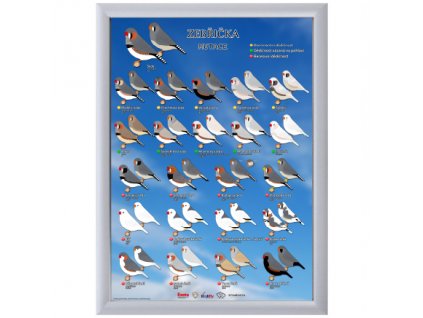 plakat zebricka pestra mutace