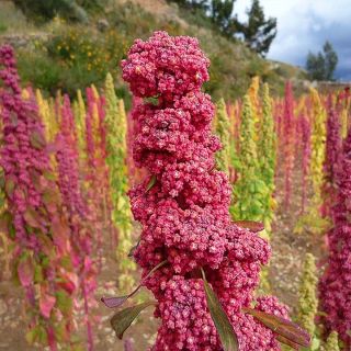 🌱Quinoa (Kinwa) pochází ze svahů svahy jihoamerických And. Pěstování sahá až doby 5000 př. n. l. NASA🇺🇸 quinou zařadila do...