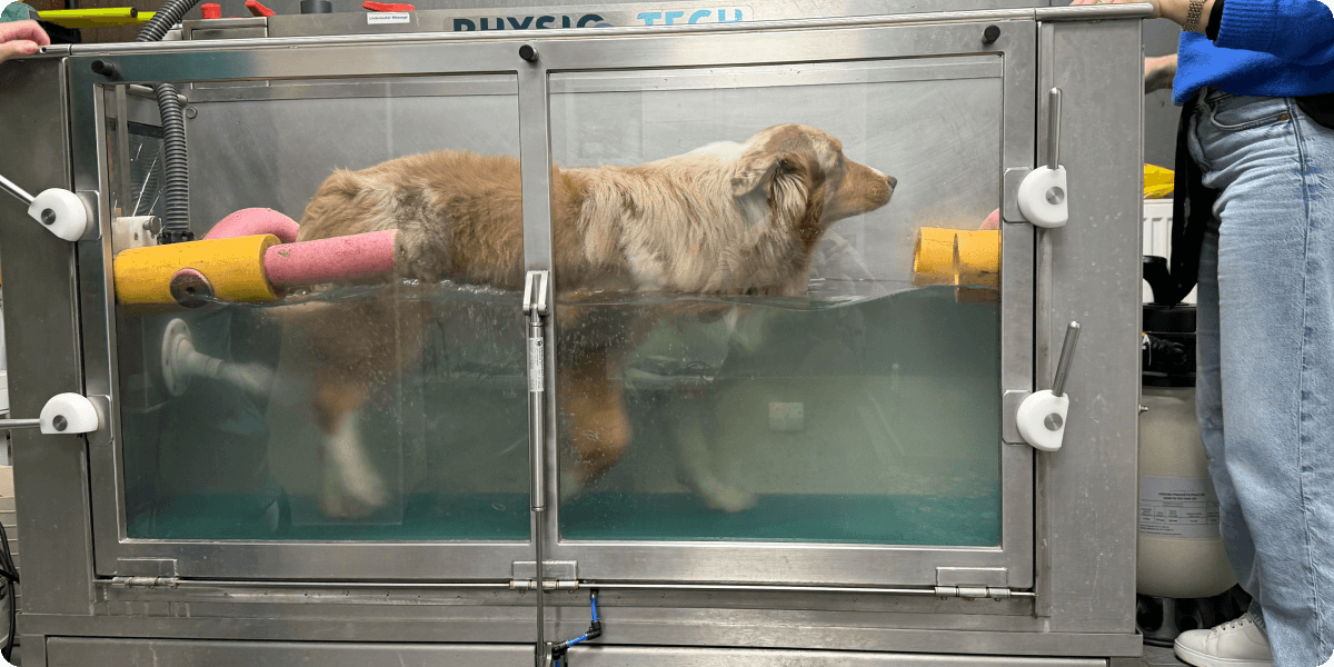 Aquaterapie pro psy - šetrná cesta k lepšímu pohybu