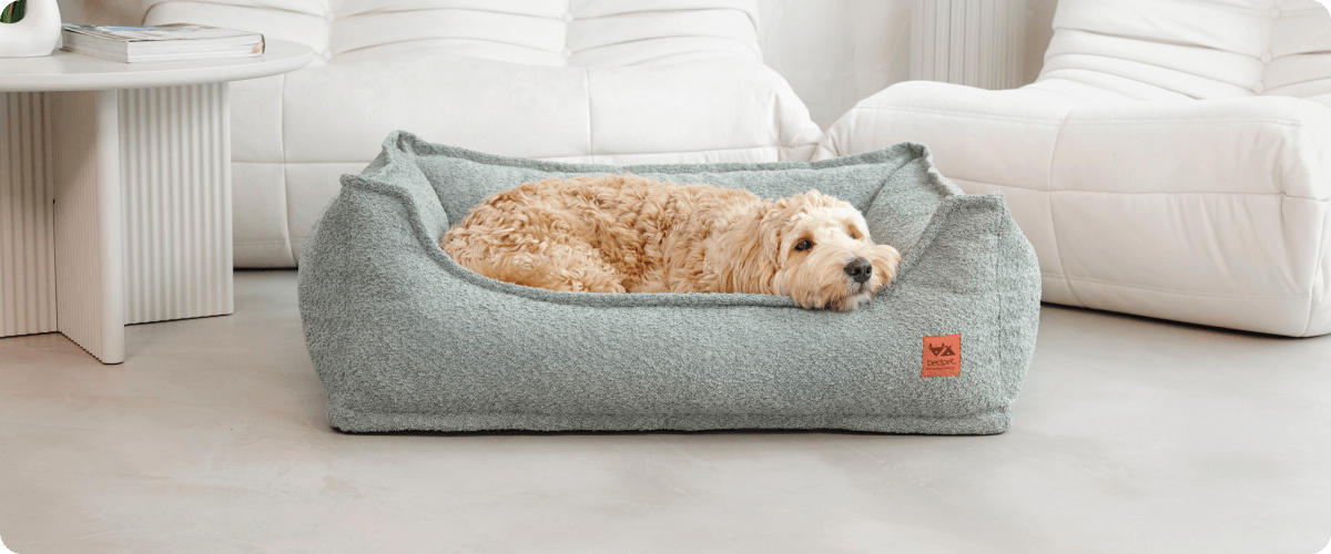 Stres u psa - Proč vzniká a jak s ním pracovat?