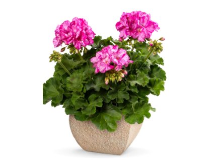 Mosaic violet pelargonium