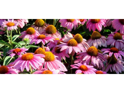 Echinacea purpurea Feeling Pink