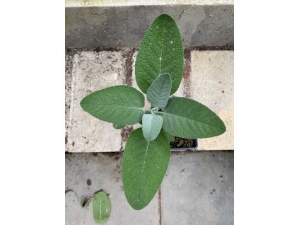 Šalvěj lékařská - bylinka