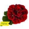 Candy flowers red pelargonium